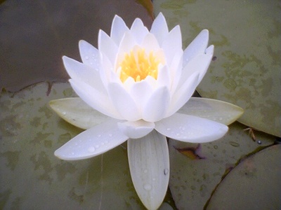 Lotus flower